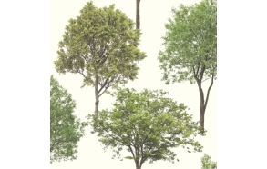 wallpaper Woodland Trees